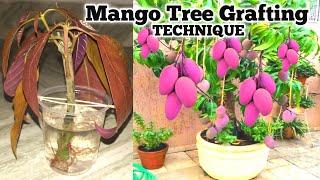 Mango Tree Grafting Easy Process || How to grow Mango tree cuttings || Grow Mango tree from branch