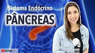 Pâncreas: Sistema Endócrino | Anatomia etc