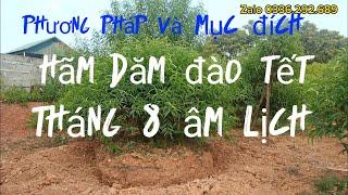 Mục đích việc hãm dăm cho đào tết || 2 phương pháp hãm dăm đào tết hiệu quả.