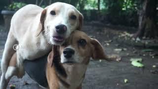 ANJING KAWIN | Abel & Bobby love story | The Beagles | mating dog