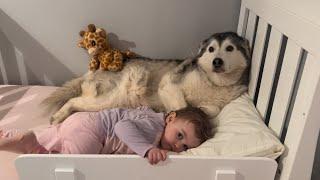 Sassy Baby Argues With Dad About First Night In Big Girl Bed!. Refuses To Let Husky Leave!