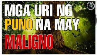 6 NA URI NG PUNO NA PINAMAMAHAYAN NG MALIGNO O ENGKANTO | Bhes Tv