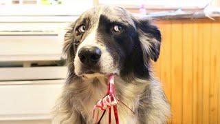 Border Collie Isn't Only The SMARTEST Dog But Also The FUNNIEST 