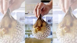 Puffer Fish Are Actually Toys? (WTF) #Shorts