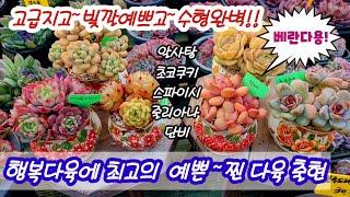 동학사행복다육에 잘괄리된 찐묵둥 새다육 소개!! 작고예쁜다육 베란다용으로 딱!!