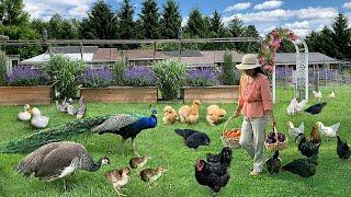 Mastering 365 Days of Organic Farming: Raising Poultry, Gardening, Harvesting & Cooking