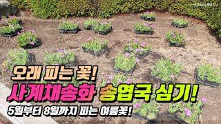 오래 피는 꽃! 사계채송화 송엽국 심기.. 5월부터 8월까지 피는 여름꽃 / Four seasons blooming flowers that bloom long 長く咲く四季咲く花