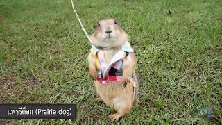 แพรรีด็อก (prairie dog) เป็นสัตว์ที่ฉลาดและน่ารัก