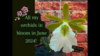 All my orchids in bloom in June 2024! :D