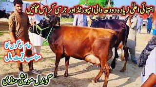 16-09-2024 imported jersey and Cross MilkingCows Fresh Rate on Gondal Mandi!desi cow for sale!#cow