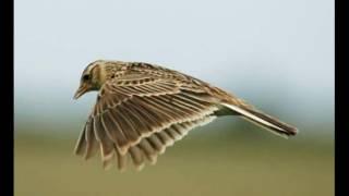 Ralph Vaughan Williams - The Lark Ascending (HD version) - Iona Brown & Sir Neville Marriner/ASMF