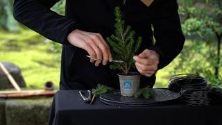 Starting out with Bonsai for 5 USD?