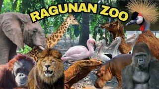 RAGUNAN ZOO Walking Tour | WHAT TO SEE Inside zoo in the Indonesia? #ragunanzoo #zoo