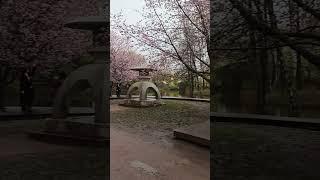 Сакура # мир# природа #жизнь #красотадуши