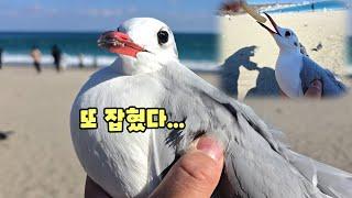 잡힌 주제에 갈매기는 새우깡 먹을까?