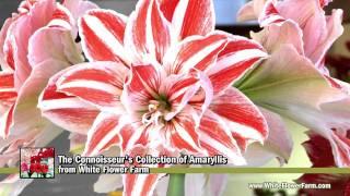 The Connoisseur's Collection of Amaryllis - White Flower Farm