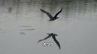 30秒の心象風景30292・駆けて飛び立つ～カワウ～