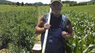 How to tie up rows of tomato plants