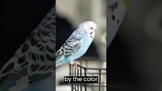 Male or Female Budgie #shorts