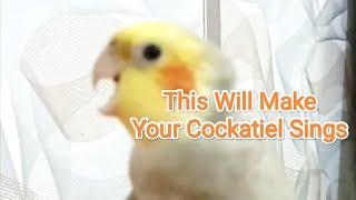 This Will Make Your Cockatiel Sings 