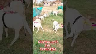 Mini cow's avaliable for sale 7993104742