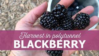 Blackberry harvest in polytunnel - growing blackberries in polytunnel.