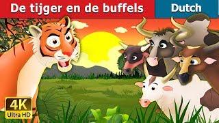 De tijger en de buffels | Tiger And Buffalo Story in Dutch | Dutch Fairy Tales