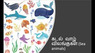 Tamil - கடல் வாழ் விலங்குகள் (Sea animals) flashcards for Kids