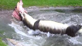 Australian Reptile Park's crocodile Elvis 51st birthday