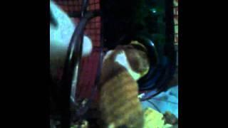 hamster stuffing her mouth