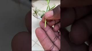 Grafting Portulaca Moss Rose #shorts #portulaca #mossrose #grafting