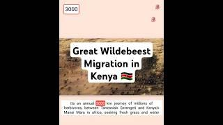 Great Wildebeest Migration in Kenya, Africa