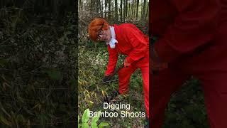 Digging Bamboo Shoots in Kurokawa #bamboo #Japan #niigata #japanese #japantravel #digging