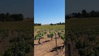 Finca de viñedos y almendros | AgroAnuncios.es