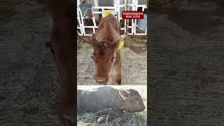 В Беларуси корова родила от ЗУБРА !!! Зубрёнок родился здоровым!  #беларусь #зубр #корова #стадо