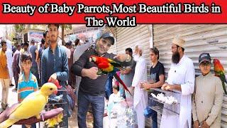 Parrot Babies in Sunday Lalukhet Birds Market | Beauty of Baby Parrots @SYED BIRDS