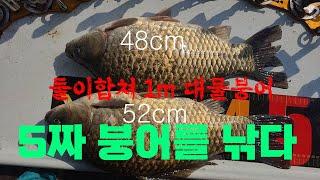 오짜붕어를 낚다 5짜붕어 오짜붕어 52cm 48cm 합 1m붕어