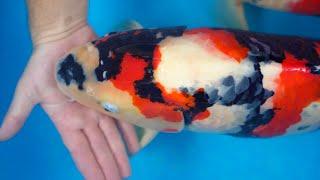 How to Select Koi Fish with Ricky Stoddart **Dainichi Showa**