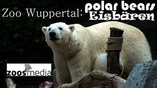 Polar bears at Wuppertal Zoo: playing & enjoying