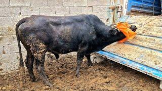 Sacrificial Animal Transport 2025