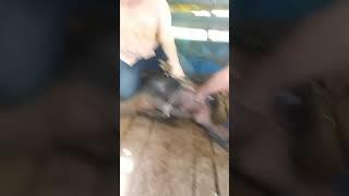 Cutting a little boar hog high speed!