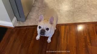 Hungry French Bulldog