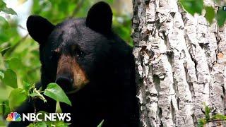 Bear sightings on the rise in California