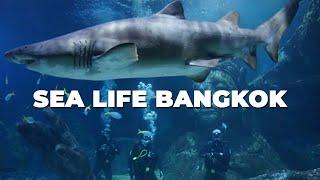 SEA LIFE Bangkok Ocean World Siam Paragon Aquarium Thailand