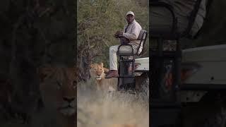 Bob junior lion trying to find a black friend from Tanzania