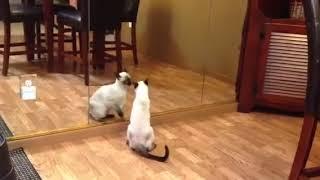 Siamese Kitten Fights with Own Reflection - 1512381