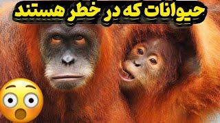 ۱۰ حیوان که در معرض انقراض هستند | TOP 10 Farsi