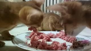 Абиссинские котята