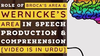 Broca's Area and Wernicke's Area Roles In Speech Production and Comprehension