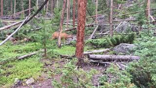 Wild Deer in Cascade Falls Rocky Mountain National Forest